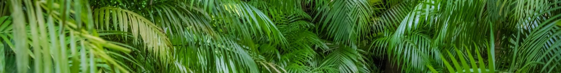 kentia howea hydroflora